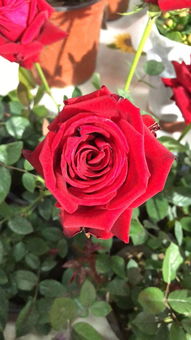 紫辰 沈陽(yáng)新聞廣播春季花卉日用品展即將開幕 家居用品新風(fēng)尚