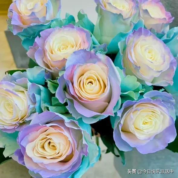 精品彩虹玫瑰花 姹紫嫣紅的自然藝術(shù)