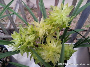 雜交春蘭 現代花卉市場的璀璨明珠