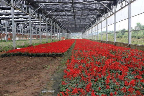 60萬(wàn)株精品花卉扮靚城區(qū)，自然美妝點(diǎn)亮城市容顏