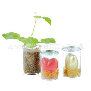 創(chuàng)意植物禮品新潮流 義烏市草娃娃日用品魔蛋魔豆系列全方位解析
